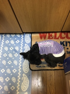 �������ꂸ