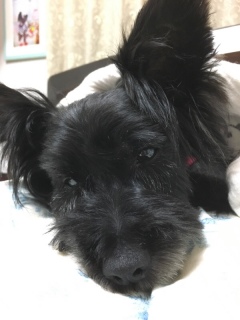 �V�����v�[