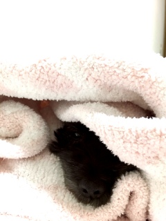 �����肷����