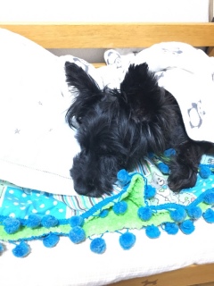 �A��̎Ԃ���