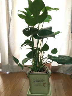 �����X�e��