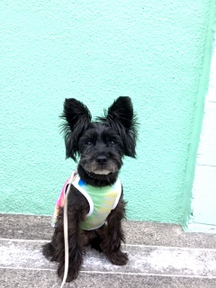 �y�p�[�~���g�O���[��