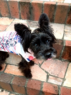 ���[���[�B