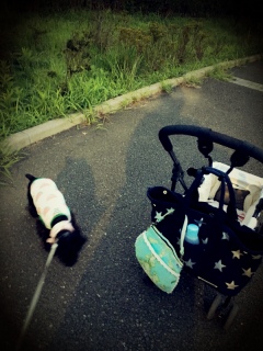 �J�[�g���Q