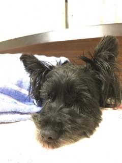 �J�[�g�̂��A�H