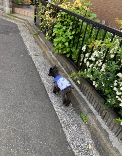 ���b�R�E�o��