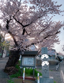 寺標の桜
