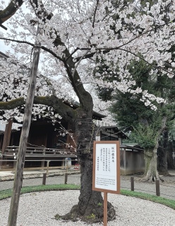 桜の標本木